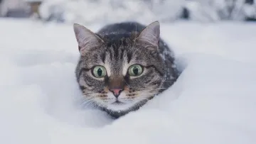 Зима ще дасть про себе знати: що очікувати від погоди в Україні до кінця лютого