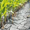 Врожаї стрімко скорочуються: глобальне потепління коштує світу мільярди доларів і може вдарити по населенню