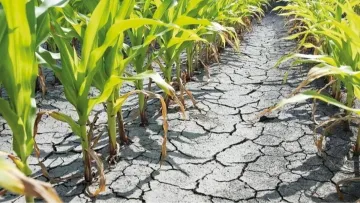 Врожаї стрімко скорочуються: глобальне потепління коштує світу мільярди доларів і може вдарити по населенню