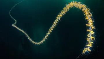 Хижак довжиною у 40 метрів: вчені розповіли про небезпечне створіння з двометровими щупальцями