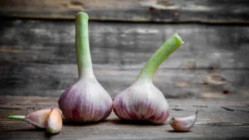 Чи отруйний пророслий часник: несподіваний вердикт від вчених