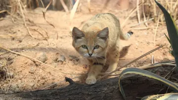 Гавкає, як собака, і живе тільки в пустелі: що відомо про найзагатковішу кішку світу