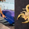 Скорпіон сховався в куртці: туристку в аеропорту Дюссельдорфа ужалила небезпечна тварина