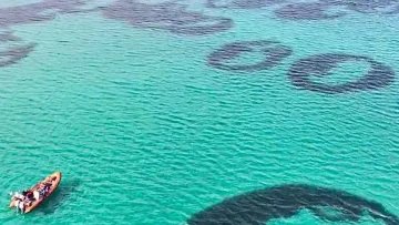 Загадка природи: на морському дні біля берегів Шотландії виявили сотні гігантських кілець