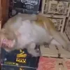В Індії мавпа пробралася до винного магазину, випила алкоголь і заснула на коробках: як це було