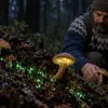 Не містика: чому деякі гриби світяться в темряві і чи можна їх зустріти в Україні