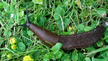 Як позбавити свій сад від слимаків: перевірені способи, які дозволять врятувати врожай