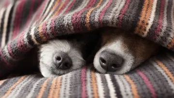 Як захистити собаку від стресу під час обстрілів: топ порад ветеринарів