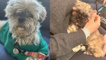 Жінка з США клонувала померлого пса, але полегшення не отримала: для процедури вона працювала на двох роботах