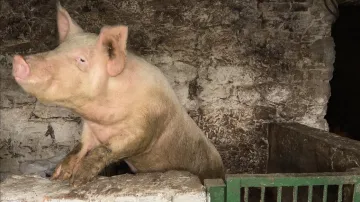 Було панство – стало свинство: неоготичну пам’ятку на Хмельниччині використовують як хлів – фотофакт