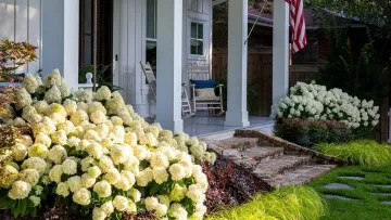 Великі і красиві квіти: як правильно підгодувати гортензії навесні