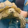 Черепаха влаштувала втечу століття: за два тижні опинилася за 20 км від дому