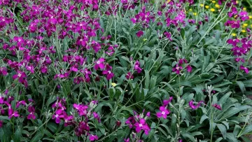 Чому українці садили матіолу біля ґанку: символіка та народні традиції нічної квітки