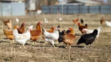 Людяність перемагає: з’явилась перша країна у світі, що відмовилась штучно вирощувати «турбокурчат»