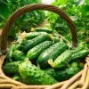 Як змусити огірки плодоносити до осені: прості поради для другого врожаю