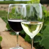 Вчені підтвердили: келих вина на день корисний для серця — але є «правильна» норма і ось яка
