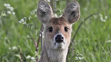 Оленята заполонили київське море: неймовірне відео дикої природи у місті