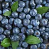 Не лише чорниця: названо продукти з атиоксидантами, які найкраще захищають серце, мозок та імунітет