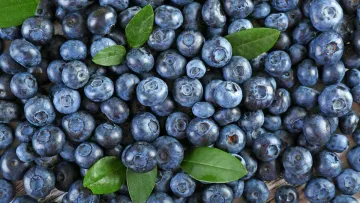Не лише чорниця: названо продукти з атиоксидантами, які найкраще захищають серце, мозок та імунітет