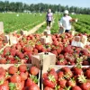 Приємний сюрприз для українців: стало відомо, коли впадуть ціни на полуницю