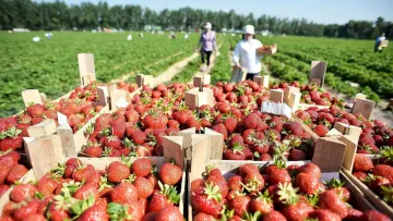 Приємний сюрприз для українців: стало відомо, коли впадуть ціни на полуницю