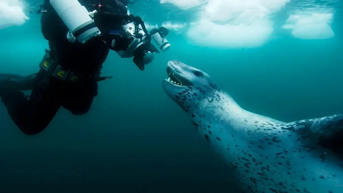«Мурашки по спині»: українські науковці зіткнулися з велетенським хижаком в Антарктиці