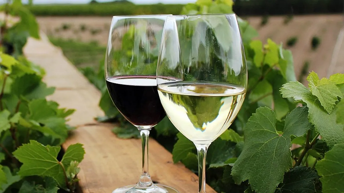 Вчені підтвердили: келих вина на день корисний для серця — але є «правильна» норма і ось яка