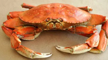 Живий краб влаштував втечу прямо з упаковки в японському супермаркеті: курйозне відео