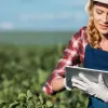 Збиратимете першу зелень, поки інші лише сіють: головні секрети успішного підзимового посіву