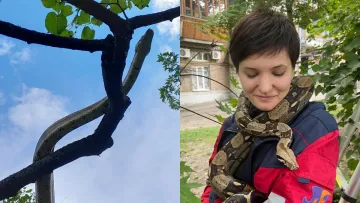 «Не пітон, а вправний древолаз»: у Києві імператорський удав утік від власників – фото порятунку